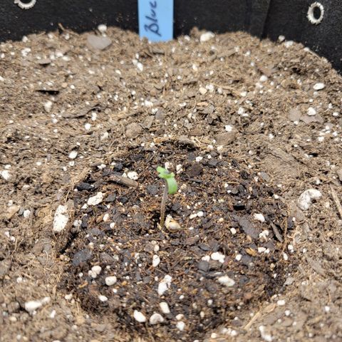 Blueberry Auto (ILGM) growlog photo