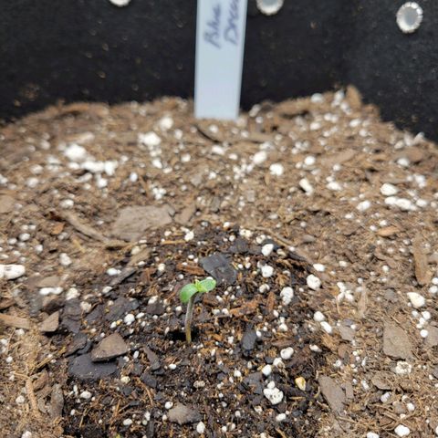 Blue Dream auto #2 (ILGM) growlog photo
