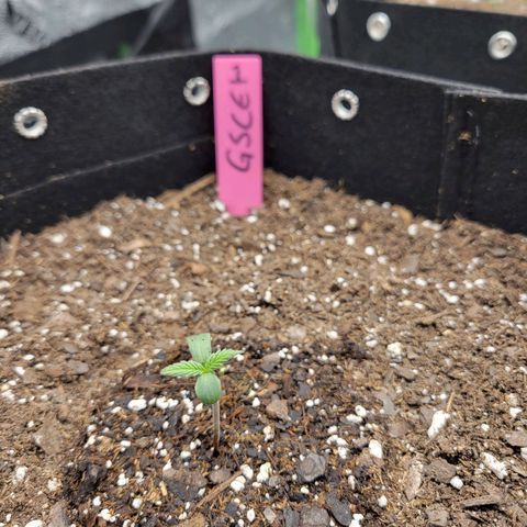 Girl Scout Cookies Extreme auto #1 (ILGM) growlog timeline photo