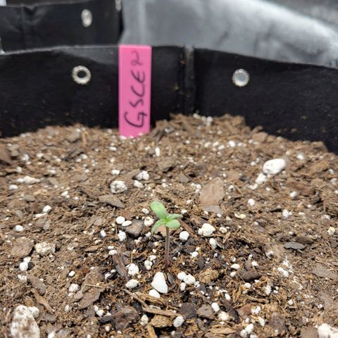 Girl Scout Cookies Extreme auto #2 (ILGM) growlog timeline photo