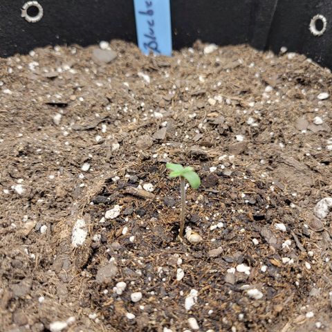 Blueberry Auto (ILGM) growlog photo