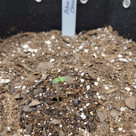 Blue Dream auto #2 (ILGM) growlog photo