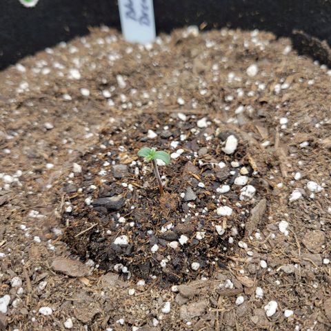 Blue Dream Auto #1 (ILGM) growlog photo