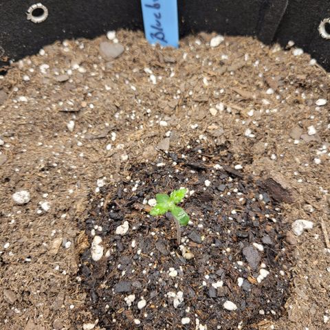 Blueberry Auto (ILGM) growlog photo