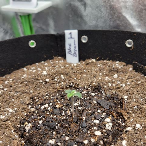 Blue Dream Auto #1 (ILGM) growlog photo