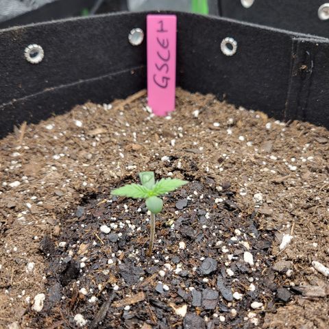 Girl Scout Cookies Extreme auto #1 (ILGM) growlog timeline photo