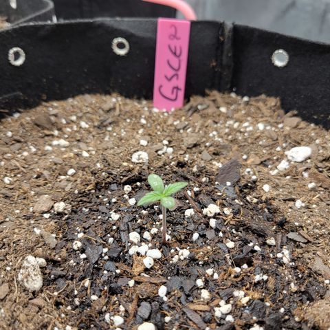 Girl Scout Cookies Extreme auto #2 (ILGM) growlog timeline photo
