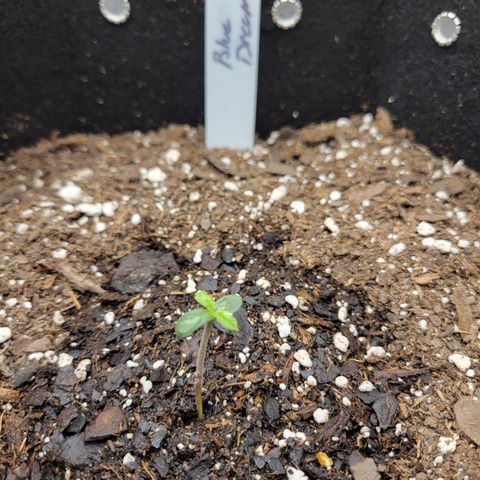 Blue Dream auto #2 (ILGM) growlog timeline photo