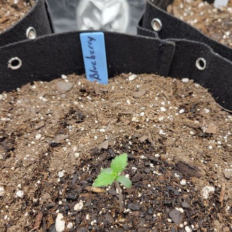 Blueberry Auto (ILGM) growlog timeline photo