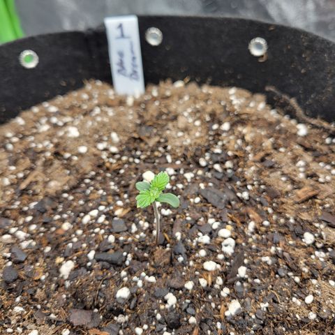 Blue Dream Auto #1 (ILGM) growlog timeline photo