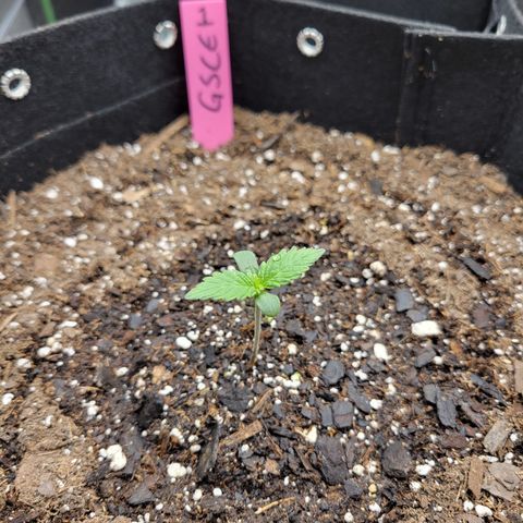 Girl Scout Cookies Extreme auto #1 (ILGM) growlog timeline photo