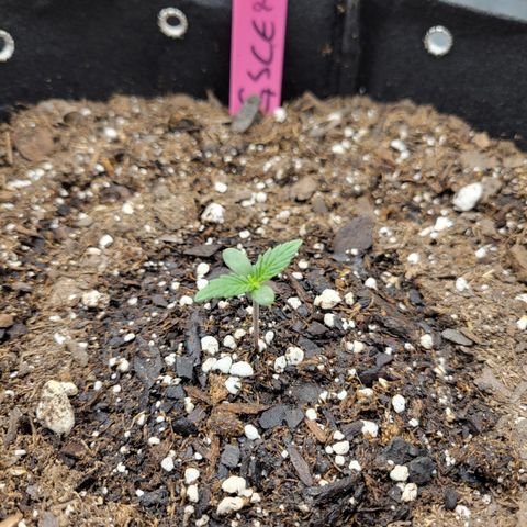 Girl Scout Cookies Extreme auto #2 (ILGM) growlog timeline photo