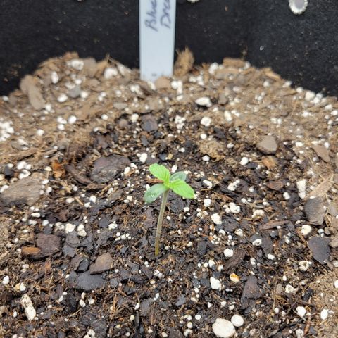 Blue Dream auto #2 (ILGM) growlog timeline photo