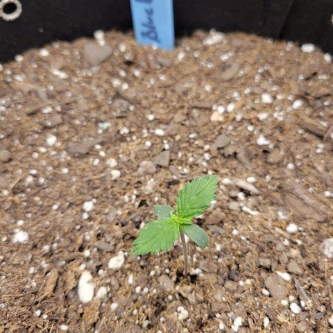 Blueberry Auto (ILGM) growlog timeline photo