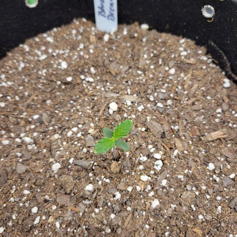 Blue Dream Auto #1 (ILGM) growlog timeline photo