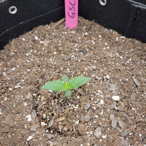 Girl Scout Cookies Extreme auto #1 (ILGM) growlog timeline photo