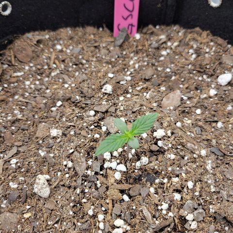 Girl Scout Cookies Extreme auto #2 (ILGM) growlog timeline photo