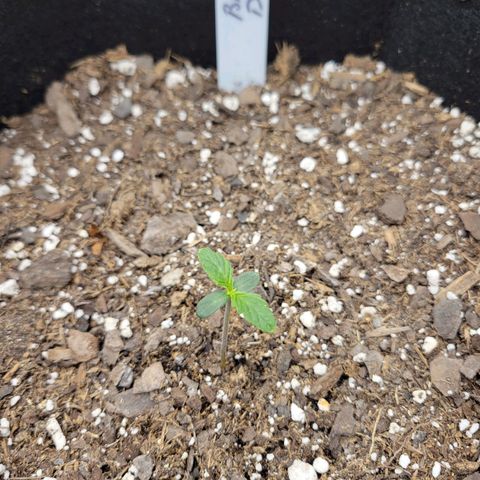 Blue Dream auto #2 (ILGM) growlog timeline photo