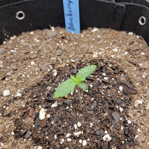 Blueberry Auto (ILGM) growlog timeline photo