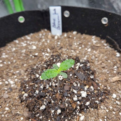 Blue Dream Auto #1 (ILGM) growlog timeline photo
