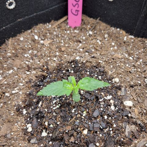 Girl Scout Cookies Extreme auto #1 (ILGM) growlog timeline photo