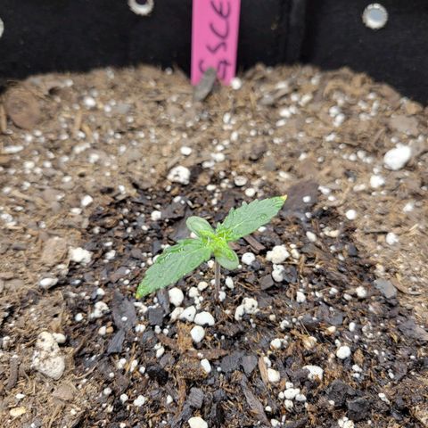 Girl Scout Cookies Extreme auto #2 (ILGM) growlog timeline photo