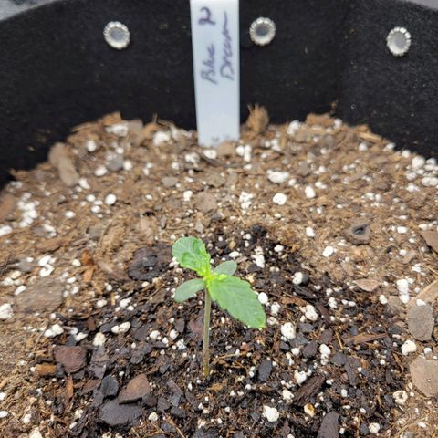 Blue Dream auto #2 (ILGM) growlog timeline photo
