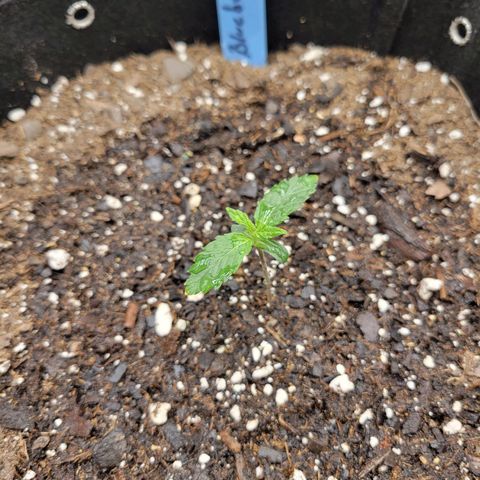 Blueberry Auto (ILGM) growlog timeline photo