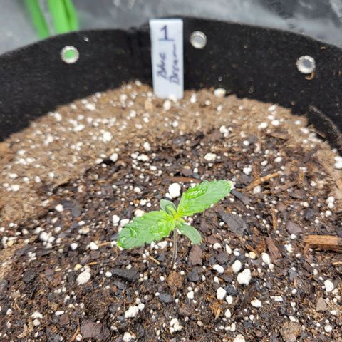Blue Dream Auto #1 (ILGM) growlog timeline photo