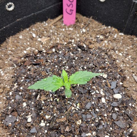 Girl Scout Cookies Extreme auto #1 (ILGM) growlog timeline photo