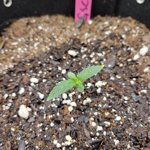 Girl Scout Cookies Extreme auto #2 (ILGM) growlog timeline photo