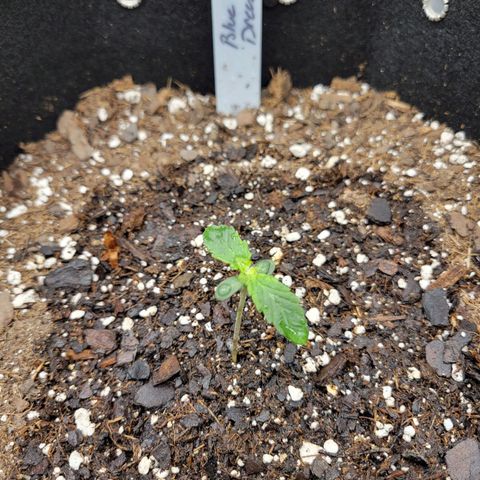 Blue Dream auto #2 (ILGM) growlog timeline photo
