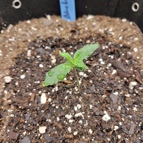 Blueberry Auto (ILGM) growlog timeline photo