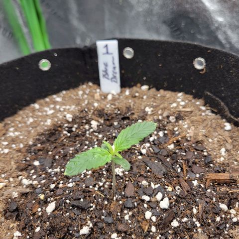 Blue Dream Auto #1 (ILGM) growlog timeline photo
