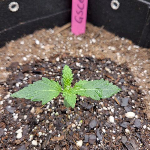 Girl Scout Cookies Extreme auto #1 (ILGM) growlog timeline photo