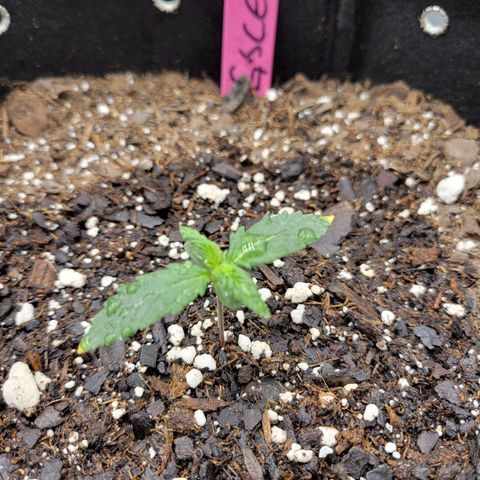 Girl Scout Cookies Extreme auto #2 (ILGM) growlog timeline photo