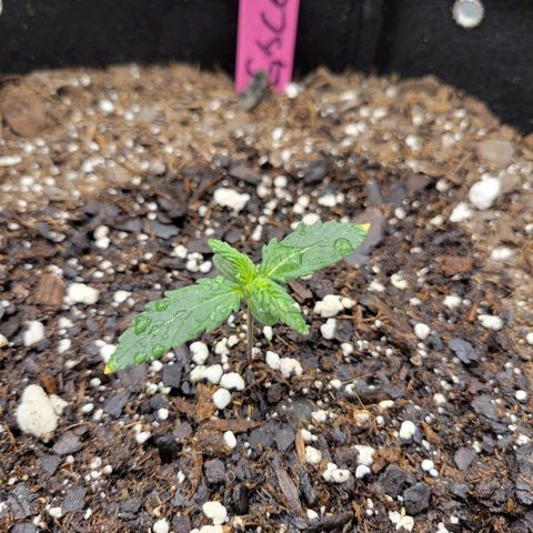 Girl Scout Cookies Extreme auto #2 (ILGM) growlog timeline photo