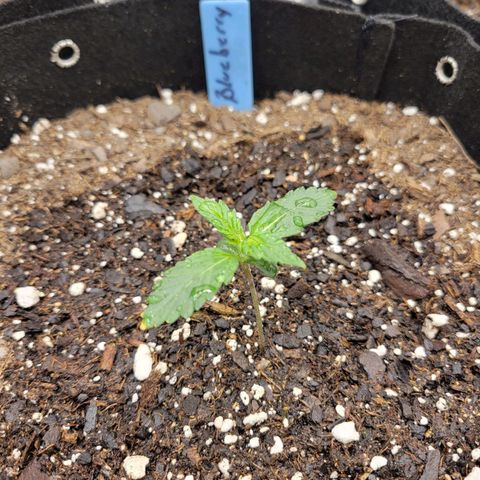 Blueberry Auto (ILGM) growlog timeline photo