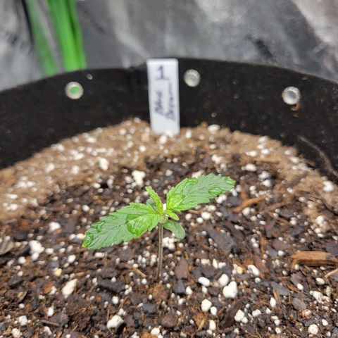Blue Dream Auto #1 (ILGM) growlog timeline photo