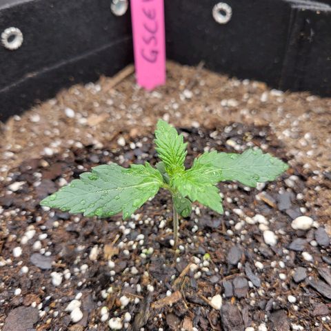 Girl Scout Cookies Extreme auto #1 (ILGM) growlog timeline photo