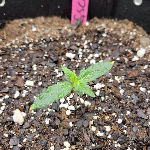 Girl Scout Cookies Extreme auto #2 (ILGM) growlog timeline photo
