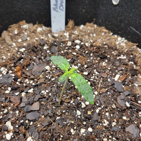 Blue Dream auto #2 (ILGM) growlog timeline photo