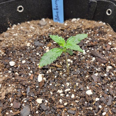 Blueberry Auto (ILGM) growlog timeline photo