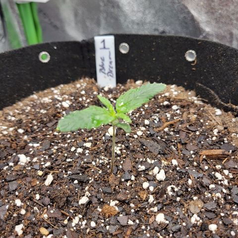 Blue Dream Auto #1 (ILGM) growlog timeline photo