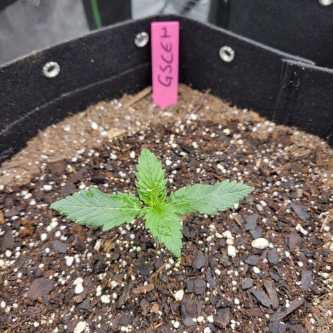 Girl Scout Cookies Extreme auto #1 (ILGM) growlog timeline photo
