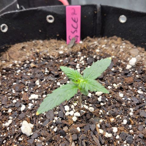 Girl Scout Cookies Extreme auto #2 (ILGM) growlog timeline photo