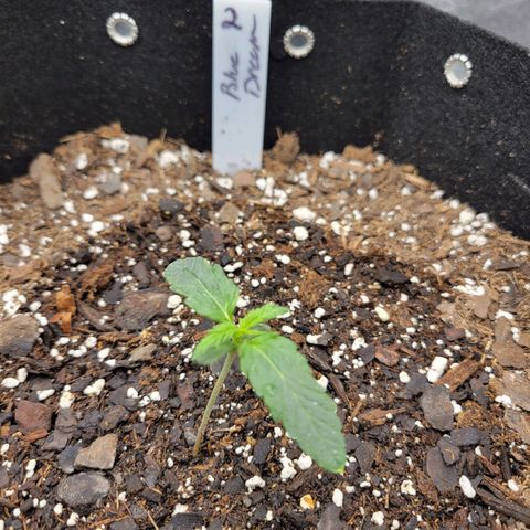 Blue Dream auto #2 (ILGM) growlog timeline photo