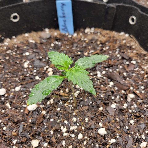 Blueberry Auto (ILGM) growlog timeline photo
