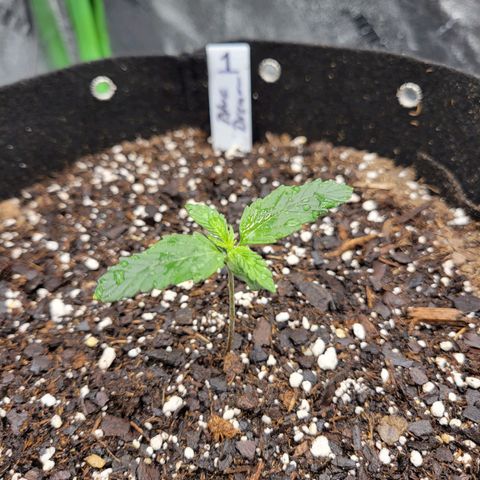 Blue Dream Auto #1 (ILGM) growlog timeline photo