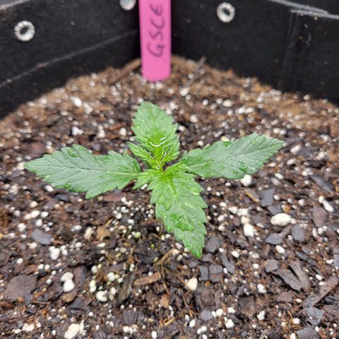 Girl Scout Cookies Extreme auto #1 (ILGM) growlog timeline photo